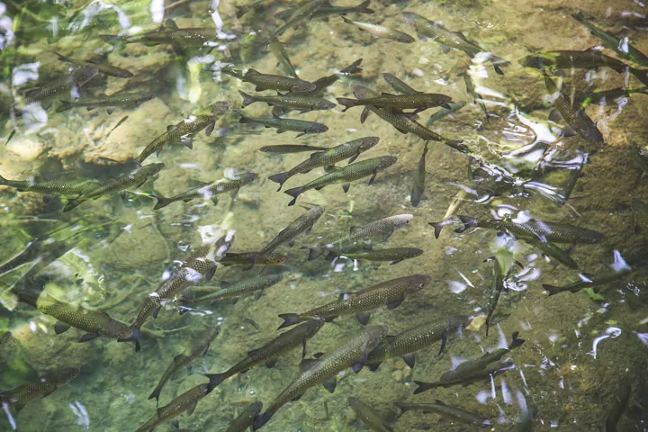 Original photo: Un banc de poissons nageant tous dans la même direction dans une eau claire.