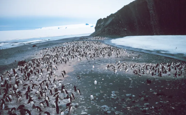 Photo d’origine : Colonie de manchots Adélie serrés les uns contre les autres sur une plage de l'Antarctique
