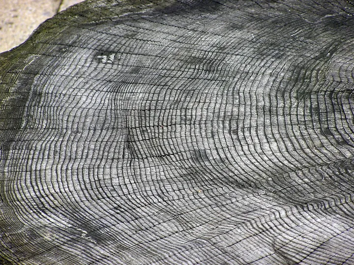 Photo d’origine : Coupe d'un tronc d'arbre où se lisent les cernes de croissance, une couche par année.
